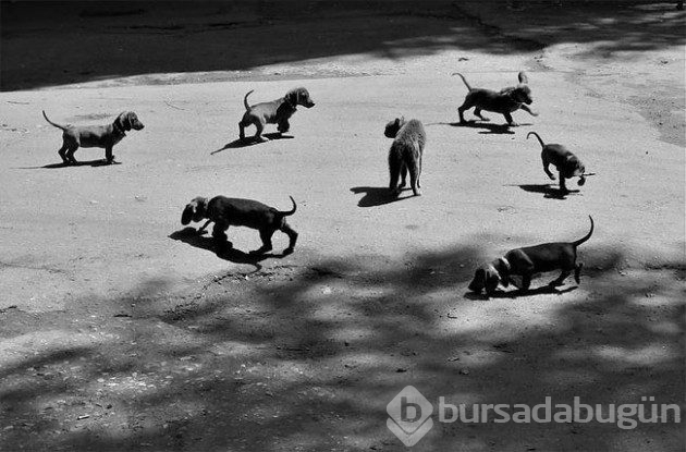 Gerçeküstü siyah beyaz 20 fotoğraf