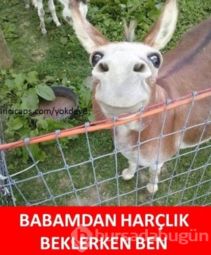 En komik bayram caps'leri Foto Galerisi - 4 - Bursadabugun.com