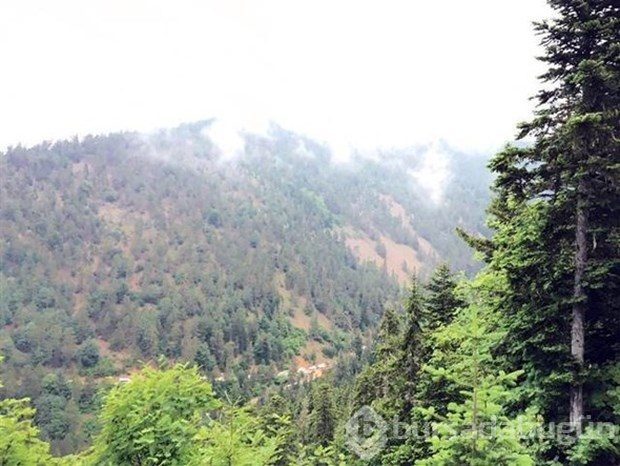Giresun'da kaza bölgesinden ilk fotoğraflar