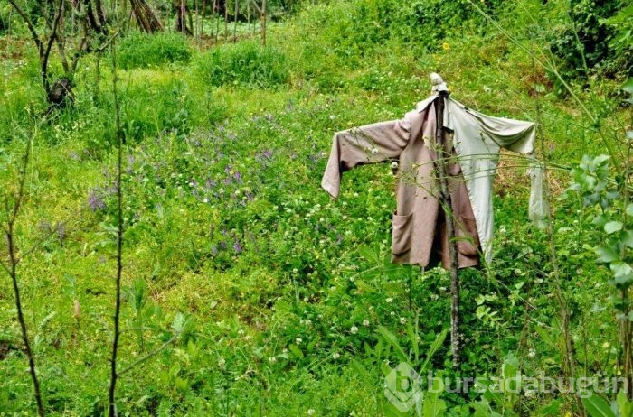 Burnumuzun dibinde keşfedilmemiş cennet: Orhangazi'nin Gürle Köyü 