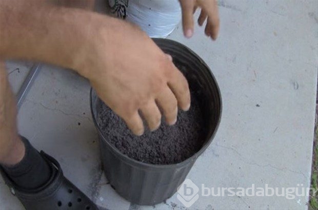 Saksının içine dört dilim domates koydu... 