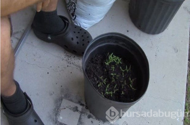 Saksının içine dört dilim domates koydu... 