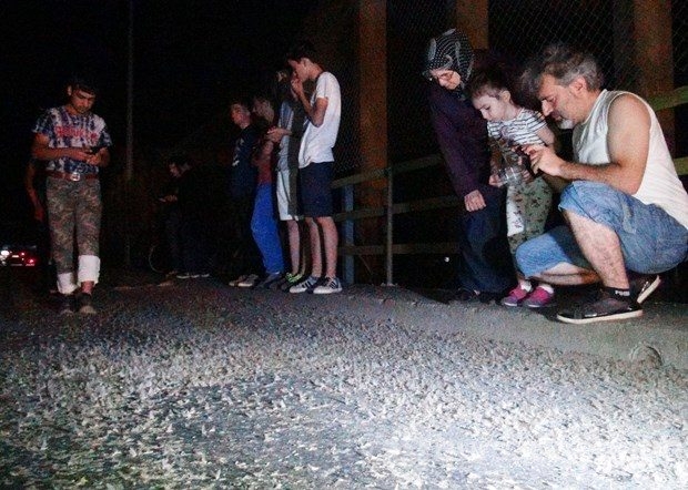 Milyonlarcası bir gecede öldü