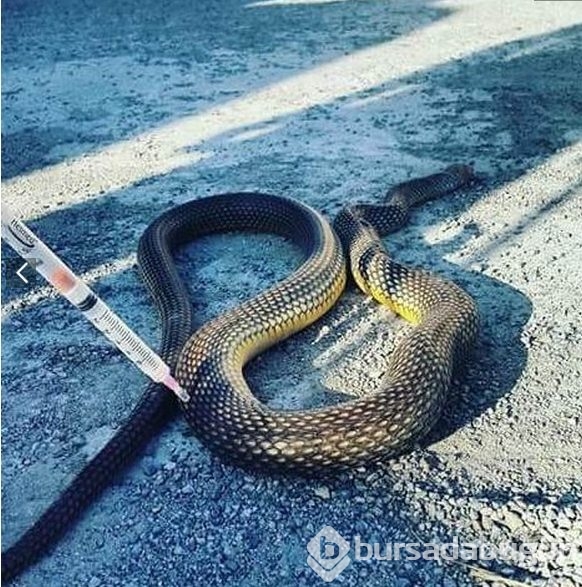 Motordan çıktı. 3 metre uzunluğunda...