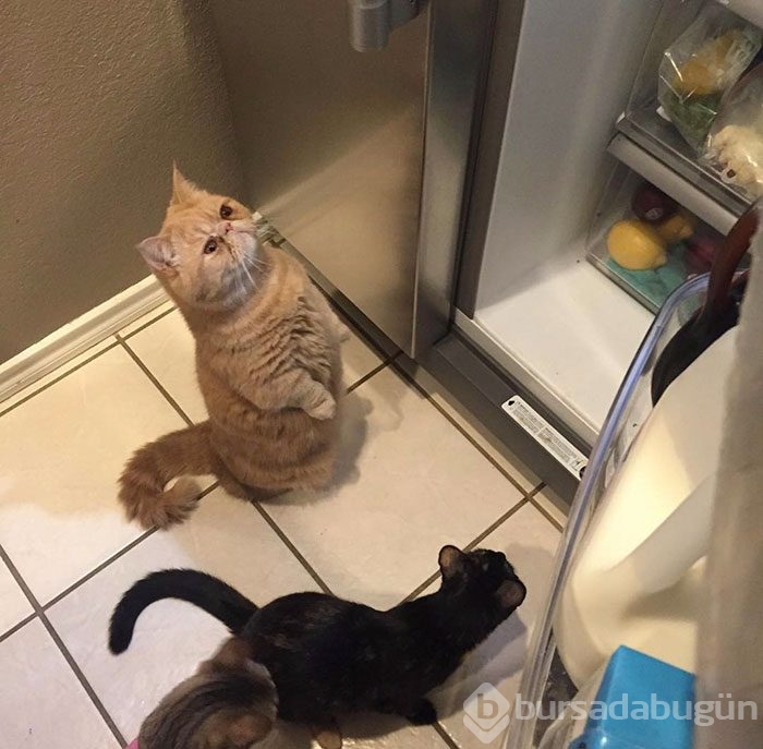Sürekli iki ayağının üstünde duran 'insan kedi' George'la tanışın