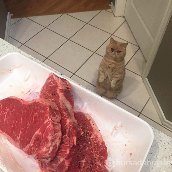 Sürekli iki ayağının üstünde duran 'insan kedi' George'la tanışın