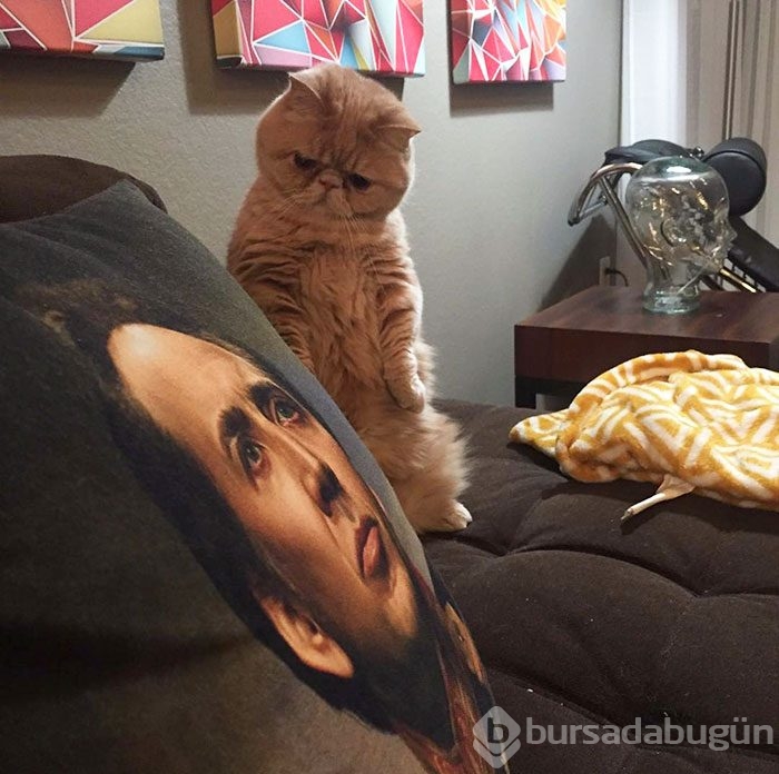 Sürekli iki ayağının üstünde duran 'insan kedi' George'la tanışın