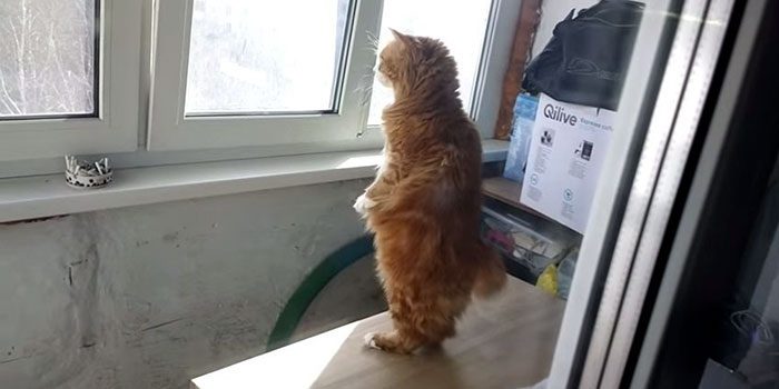 Sürekli iki ayağının üstünde duran 'insan kedi' George'la tanışın