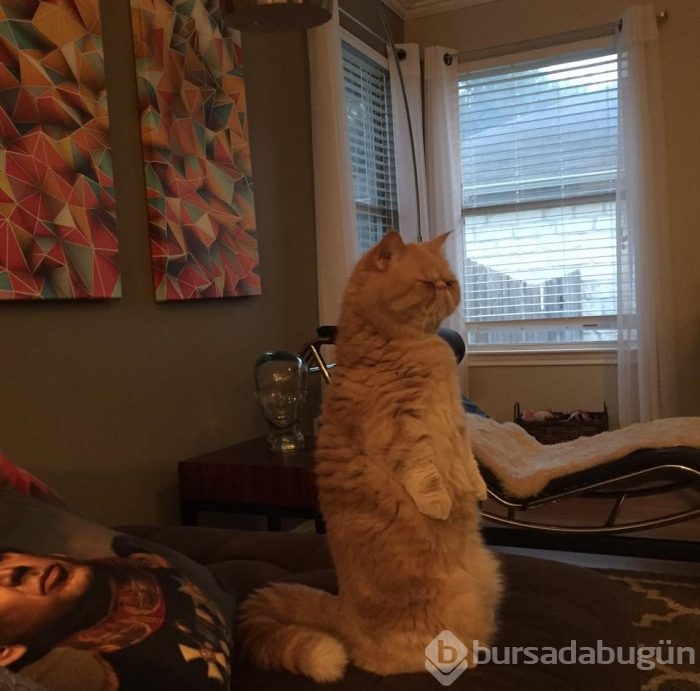 Sürekli iki ayağının üstünde duran 'insan kedi' George'la tanışın