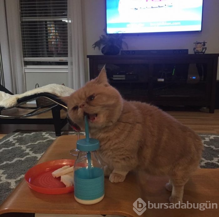 Sürekli iki ayağının üstünde duran 'insan kedi' George'la tanışın