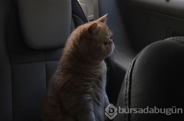 Sürekli iki ayağının üstünde duran 'insan kedi' George'la tanışın