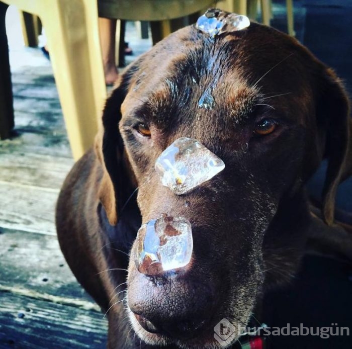 3 aylık ömrü kalan labradorla sahibinin veda tatili...