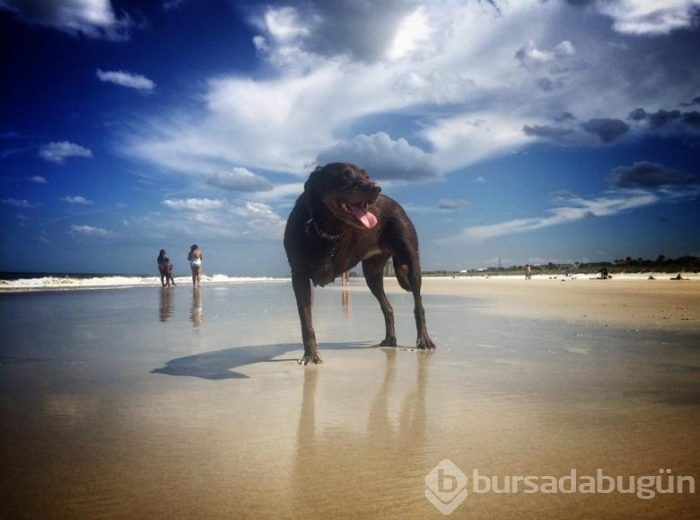 3 aylık ömrü kalan labradorla sahibinin veda tatili...