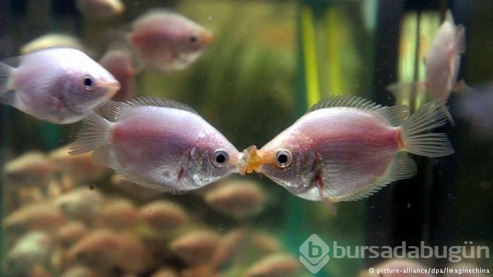 Öpüşme hakkında 10 şaşırtıcı bilgi