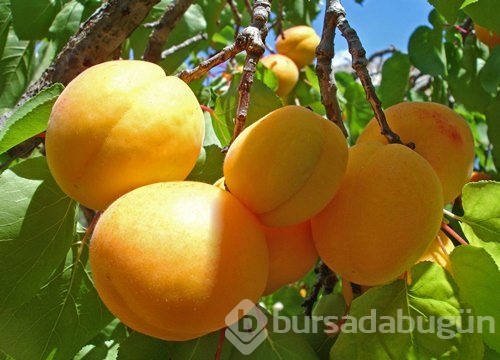 Hızlı bronzlaşmanın sırrı!