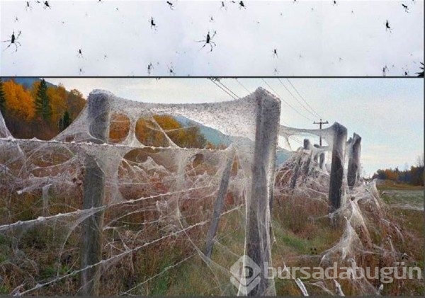 Bu manzaralar yalnızca Avustralya'da görülüyor!