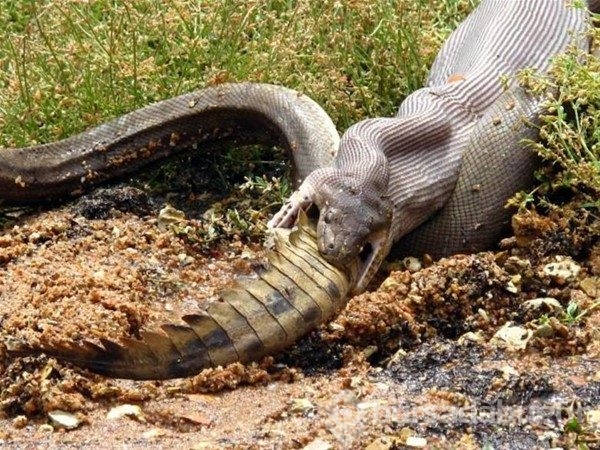 Bu manzaralar yalnızca Avustralya'da görülüyor!