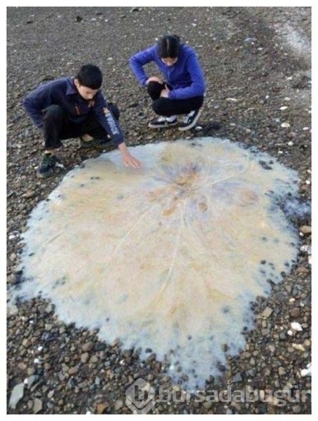 Bu manzaralar yalnızca Avustralya'da görülüyor!