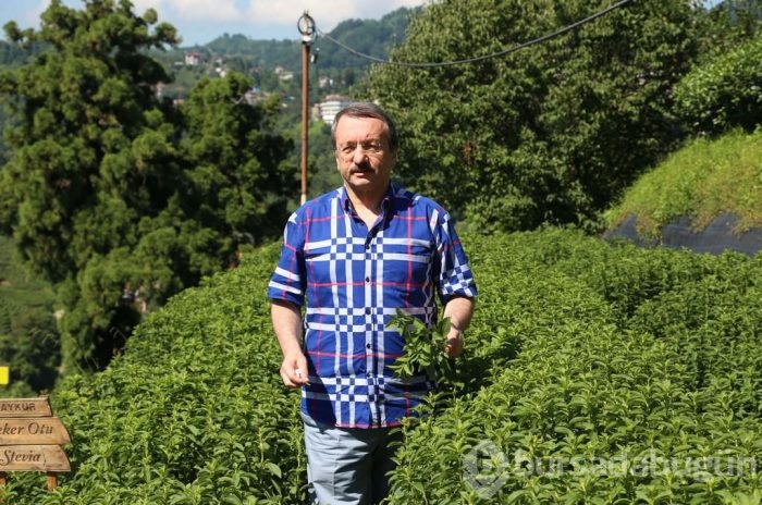 Karadeniz'de yeni tarım ürünü