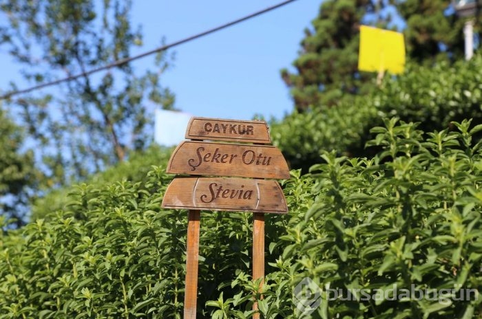 Karadeniz'de yeni tarım ürünü