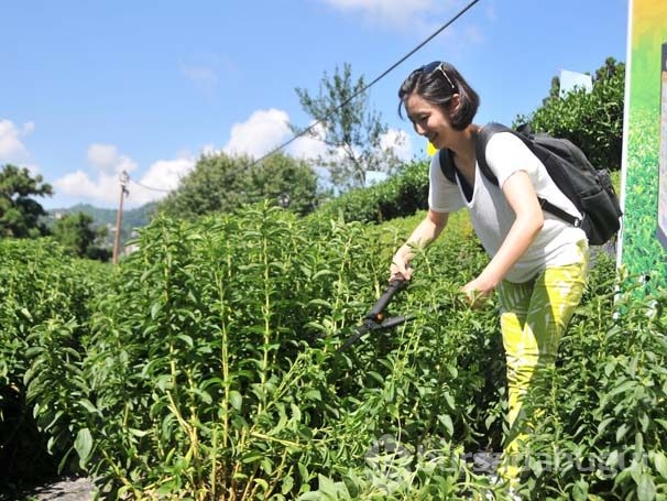 Karadeniz'de yeni tarım ürünü