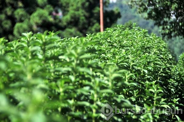Karadeniz'de yeni tarım ürünü