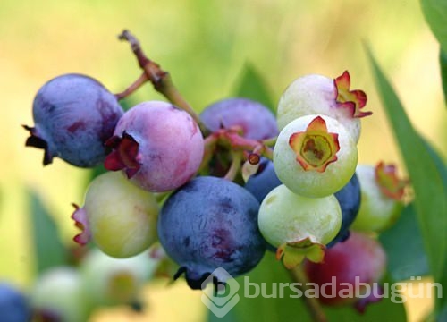 Besinler cinsiyete göre farklı etkiler gösteriyor