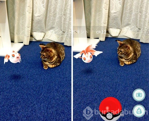 Hayvanlar pokemonları görebiliyor!