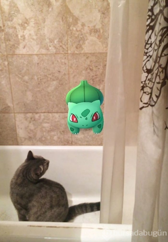 Hayvanlar pokemonları görebiliyor!