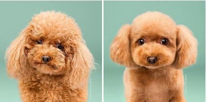 Tıraş olmuş sevimli köpekler