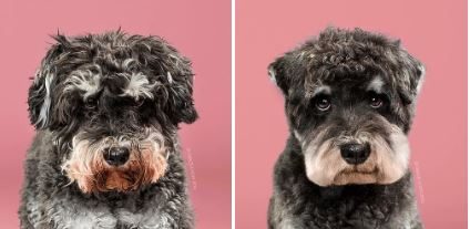 Tıraş olmuş sevimli köpekler