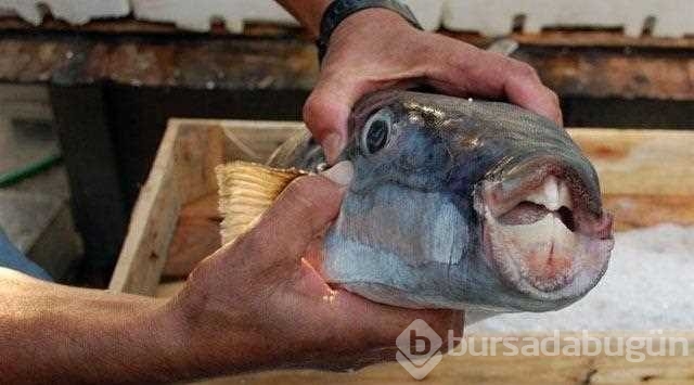 Hızla yayılıyor! Tehlike İzmir'e kadar ulaştı