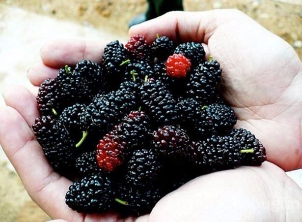 İnsan ömrü 120 yıla çıkıyor