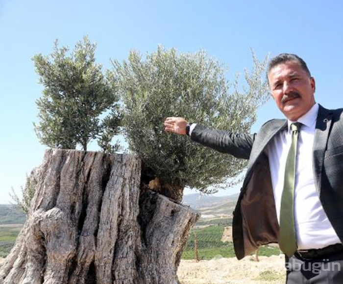Kesilen 800 yıllık zeytin ağacı meyve verdi