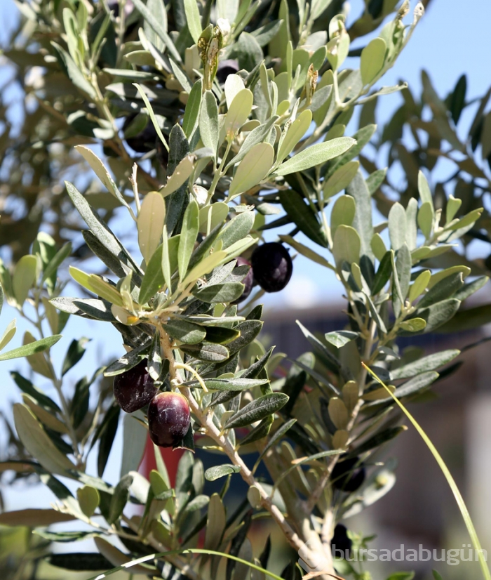 Kesilen 800 yıllık zeytin ağacı meyve verdi