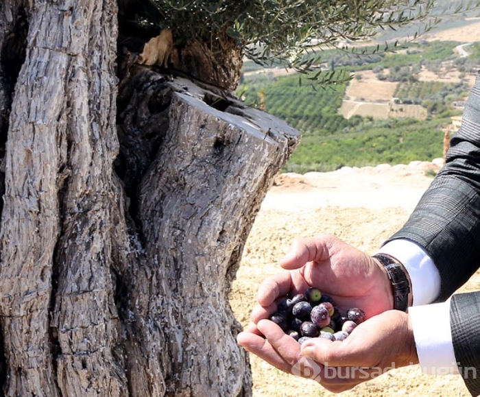 Kesilen 800 yıllık zeytin ağacı meyve verdi