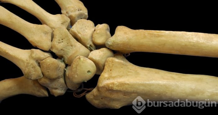 Hangi organ ne zaman yaşlanmaya başlıyor