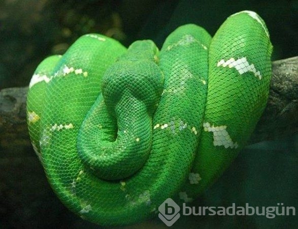 Dünya'nın en tehlikeli hayvanları