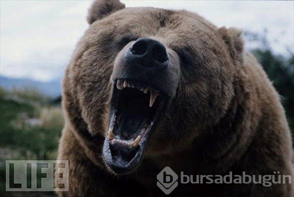 Dünya'nın en tehlikeli hayvanları