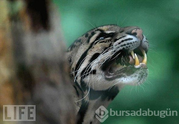 Dünya'nın en tehlikeli hayvanları