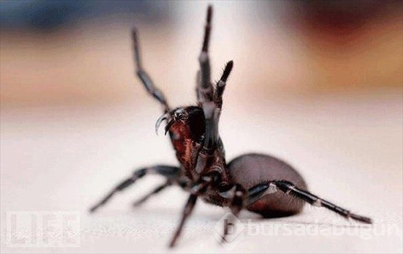 Dünya'nın en tehlikeli hayvanları