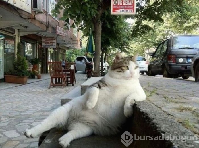 Kadıköy'ün kedisi ''Tombili'' heykeli açıldı