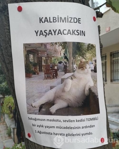 Kadıköy'ün kedisi ''Tombili'' heykeli açıldı