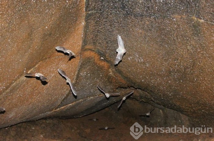 Nesli tükenmekte olan 3 yarasa türü bulundu