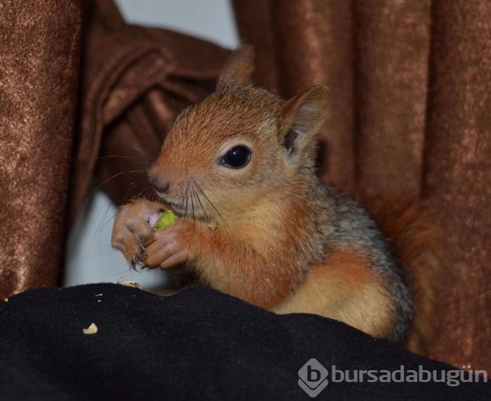 Yavru sincap ile köpek sıkı dost oldu
