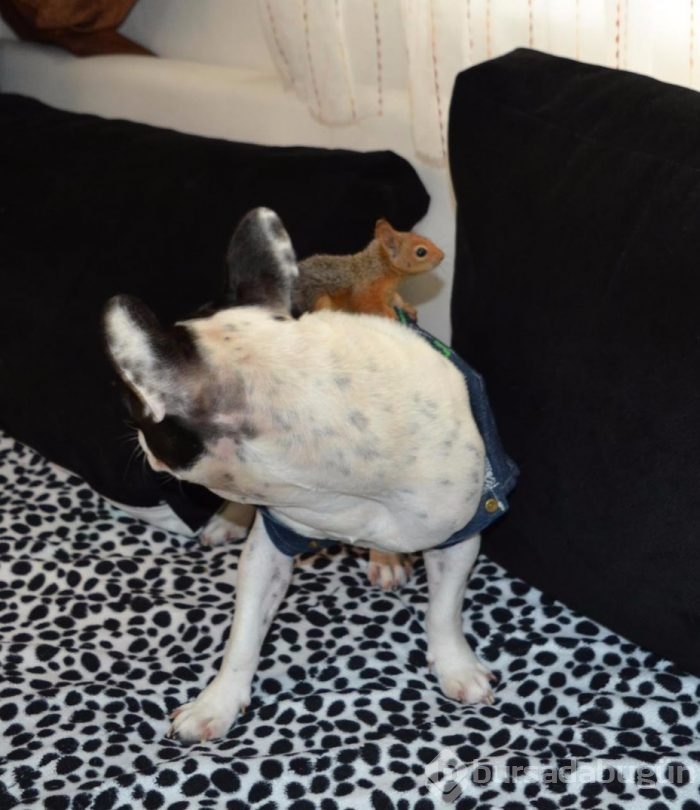 Yavru sincap ile köpek sıkı dost oldu