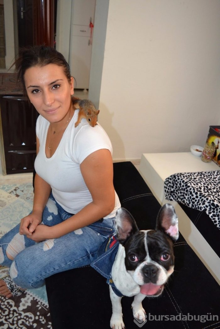 Yavru sincap ile köpek sıkı dost oldu