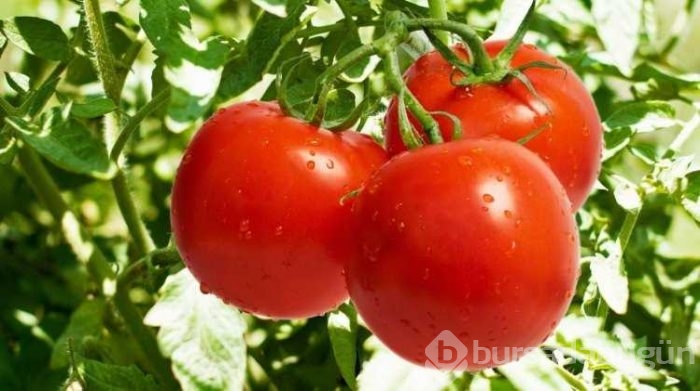 Gıda masraflarını azaltmanın pratik yolu