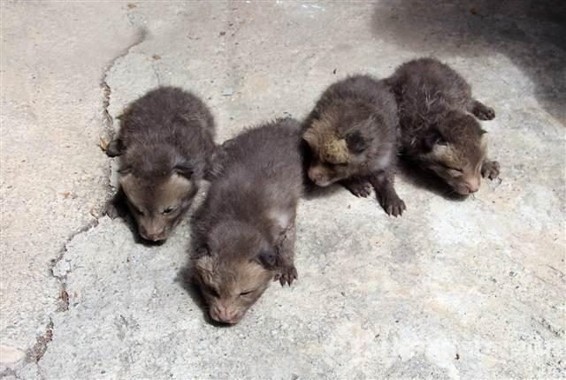 Eve giren Tilki dördüz doğurdu