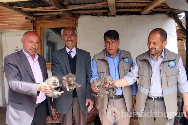 Eve giren Tilki dördüz doğurdu